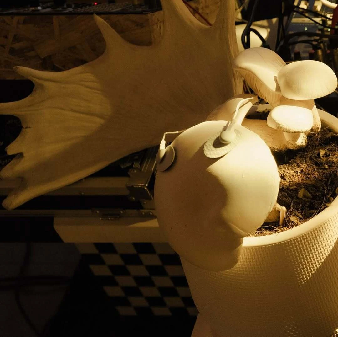 mushroom_music_bangkok