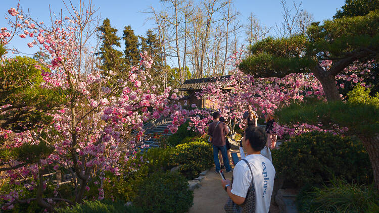 Huntington Library, Art Museum & Botanical Gardens