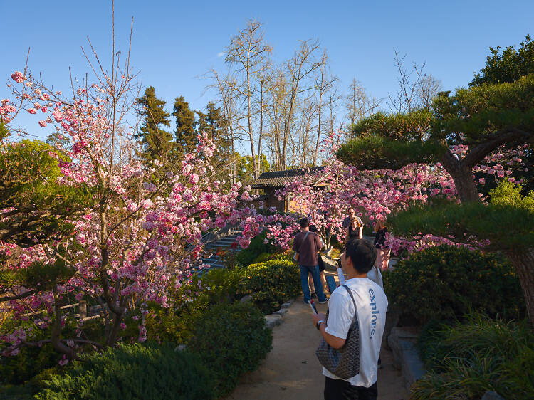 Huntington Library, Art Museum & Botanical Gardens