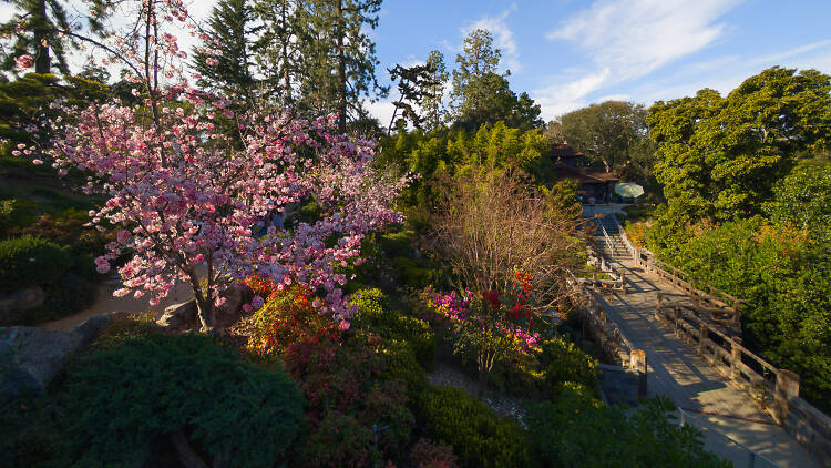 Stroll through the stunning gardens at the Huntington Library