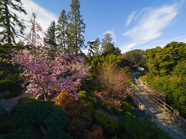 Stroll through the stunning gardens at the Huntington Library