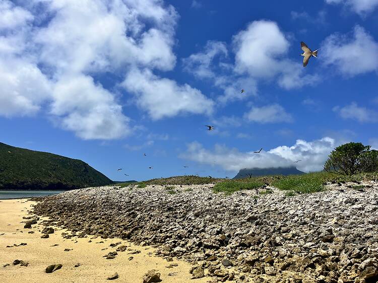 Lord Howe Island, NSW