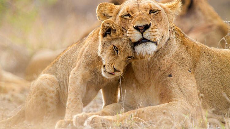 Cute lion family Lioness with cub in the Kruger National Park South Africa