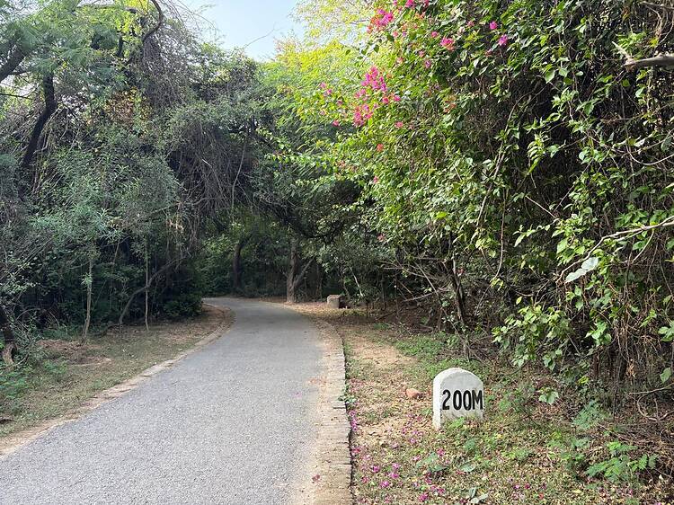 Jahanpanah City Forest