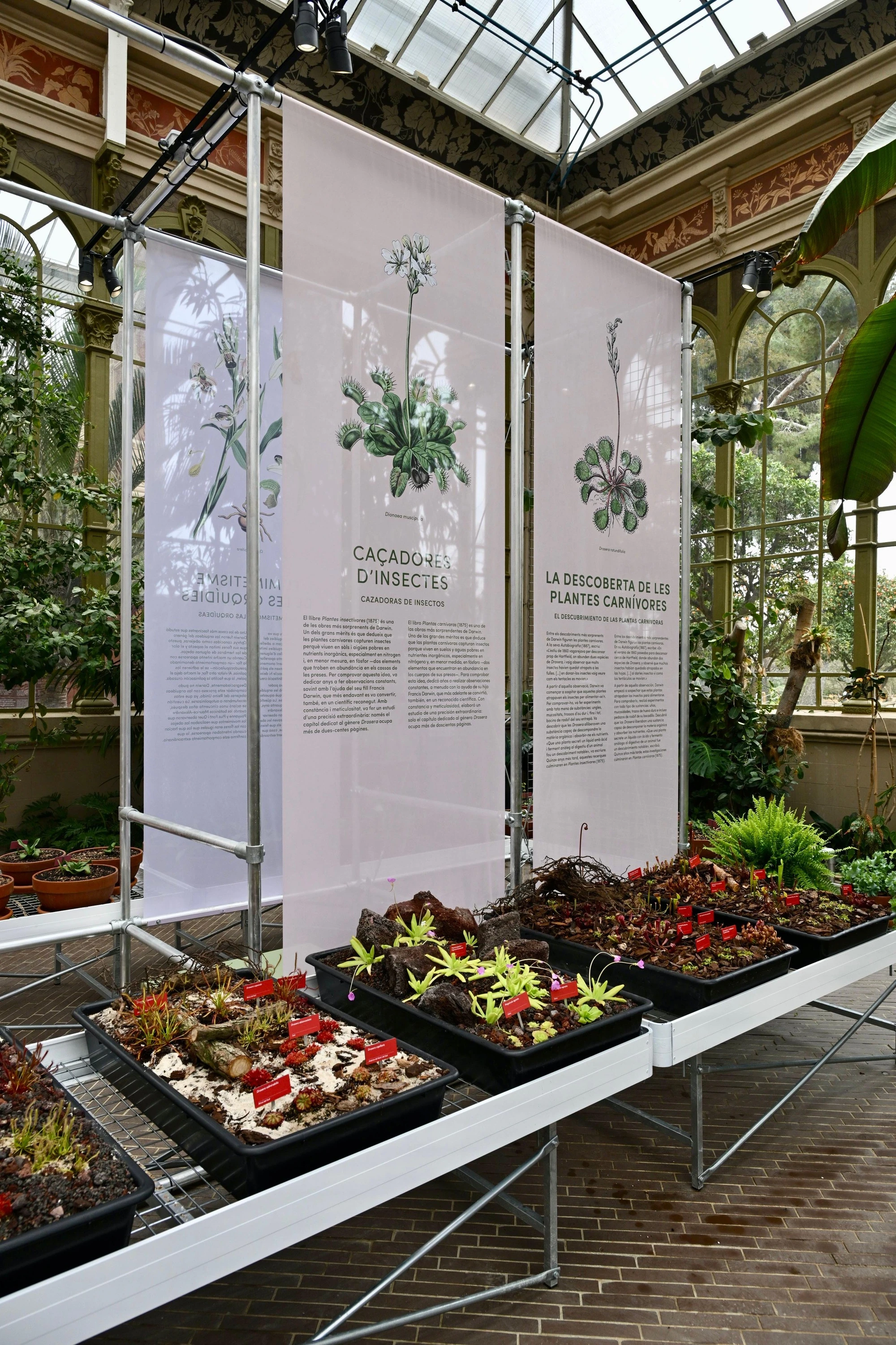 Darwin bot&agrave;nic