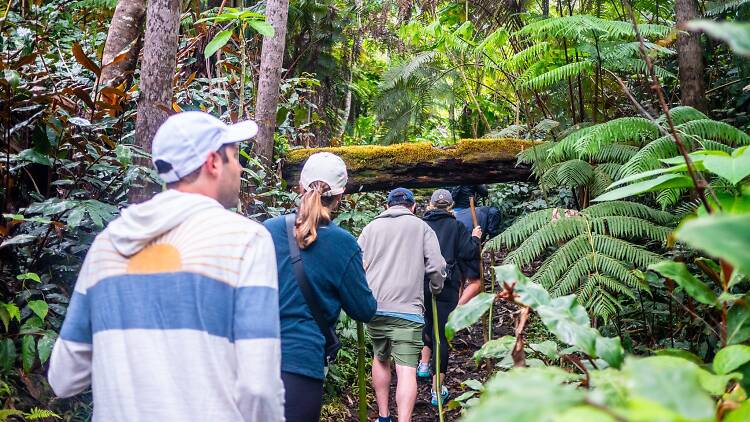 Kona Cloud Forest Sanctuary Kona Cloud Forest Sanctuary