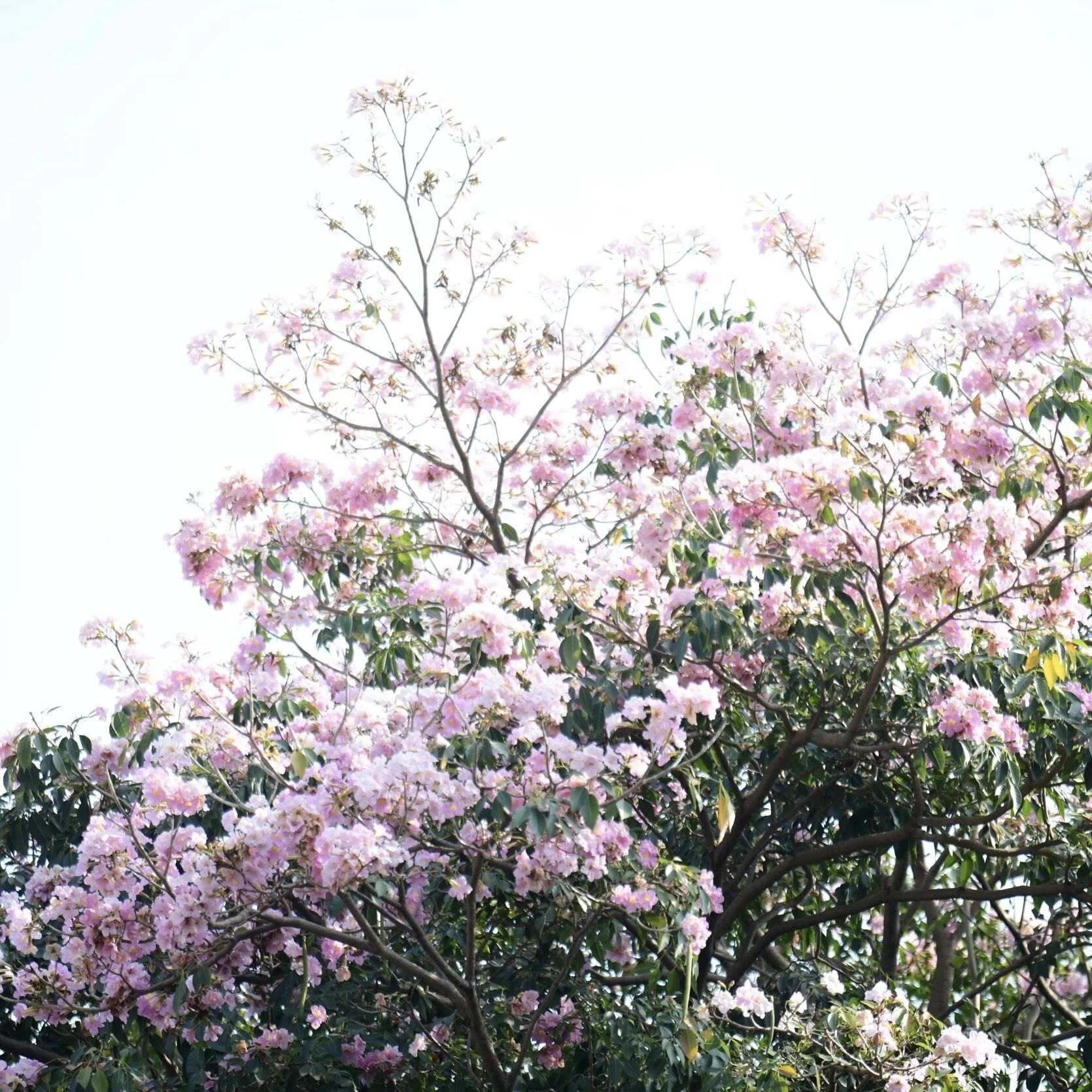 กรุงเทพมหานคร