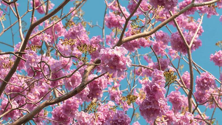 กรุงเทพมหานคร กรุงเทพมหานคร