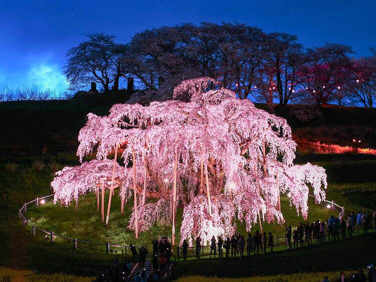 一生に一度は見たい桜の名所7選