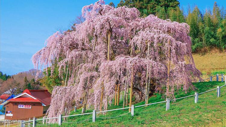 Miharu Takizakura, Fukushima