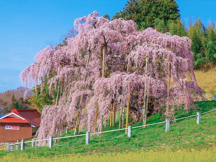 Miharu Takizakura, Fukushima