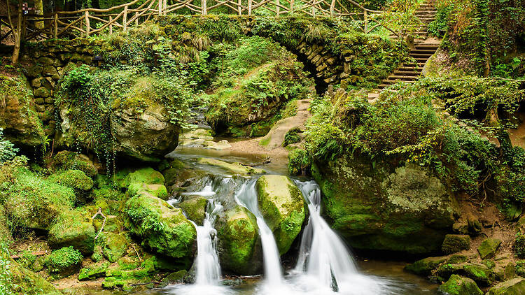 Touch grass in the Mullerthal Valley