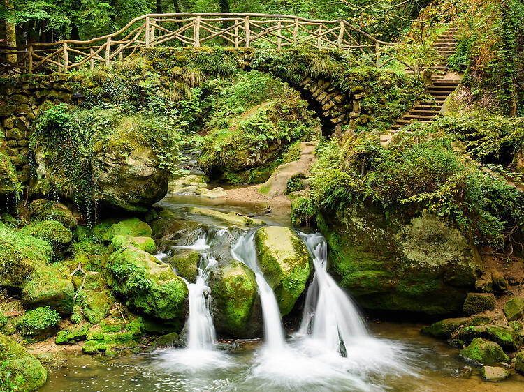 Touch grass in the Mullerthal Valley