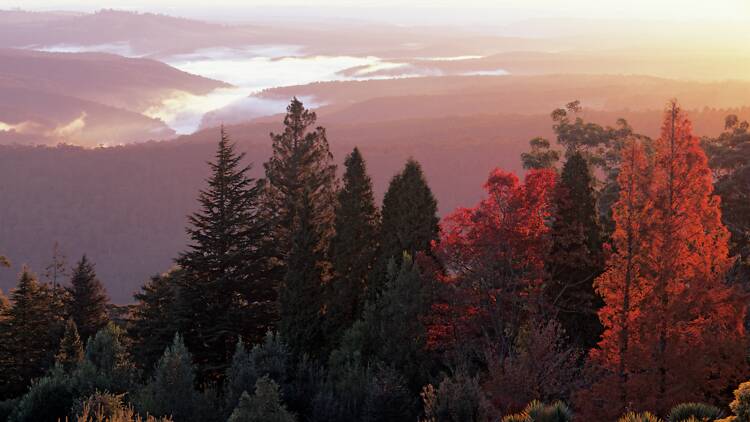 A view of a garden and the mountains in the background