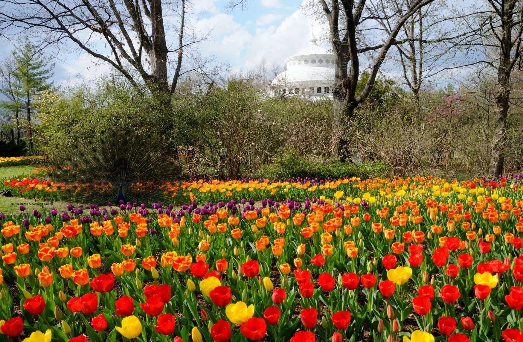Zoo Blooms at the Cincinnati Zoo & Botanical Garden