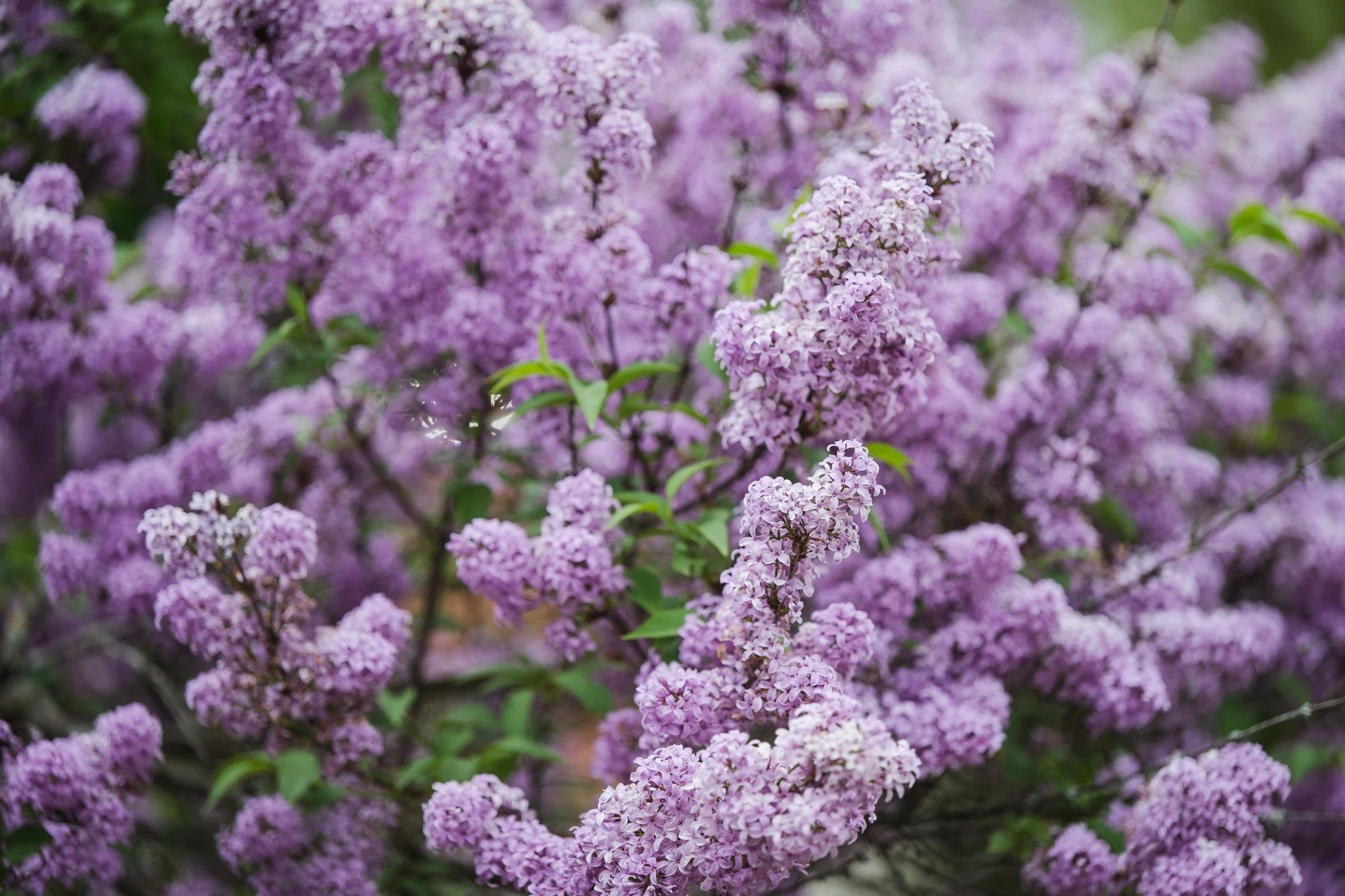 Rochester Lilac Festival