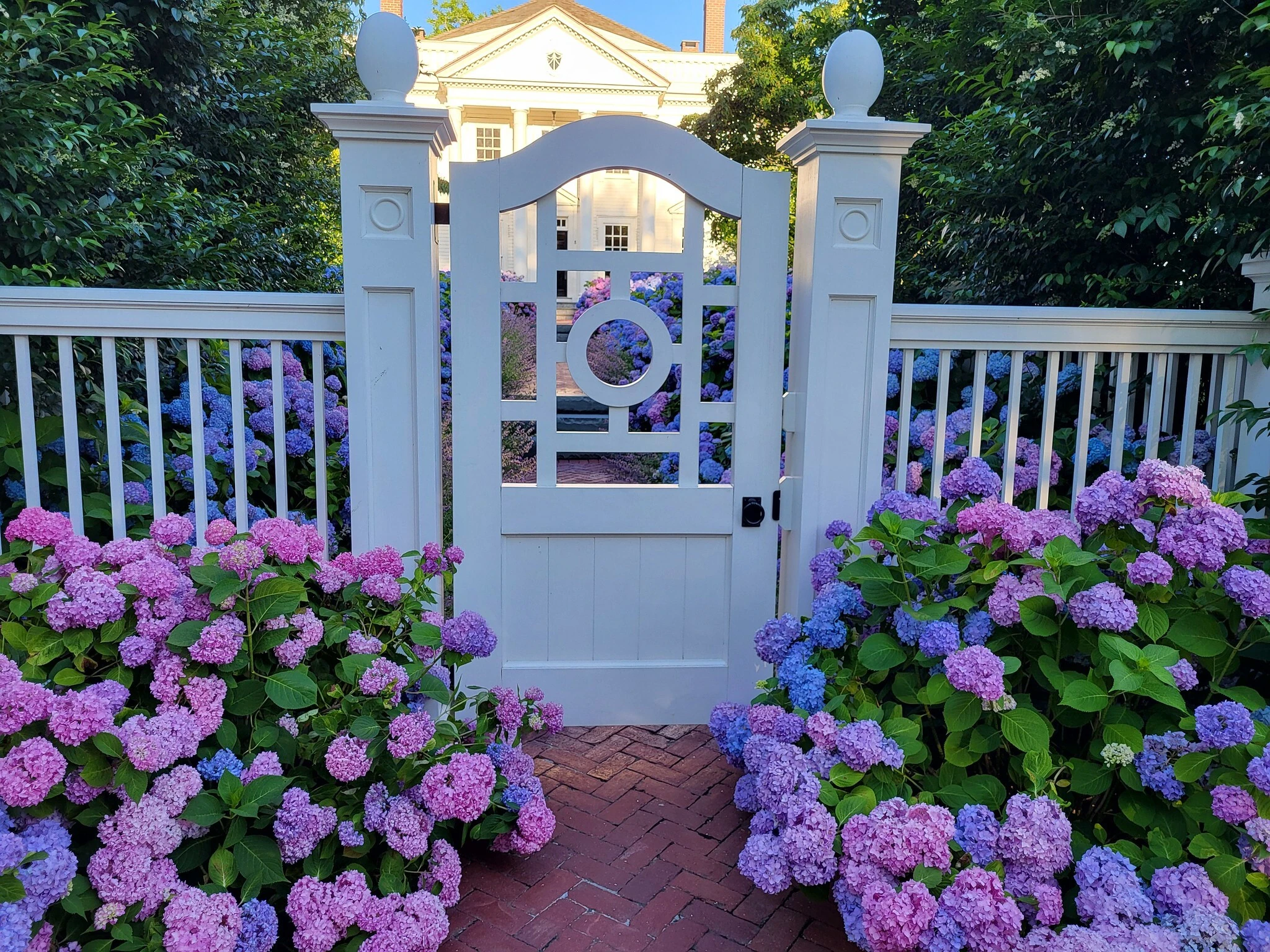 Cape Cod Hydrangea Festival
