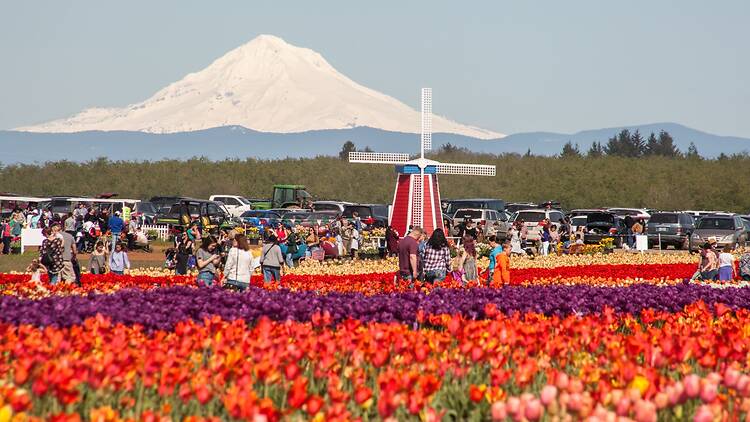 Wooden Shoe Tulip Festival