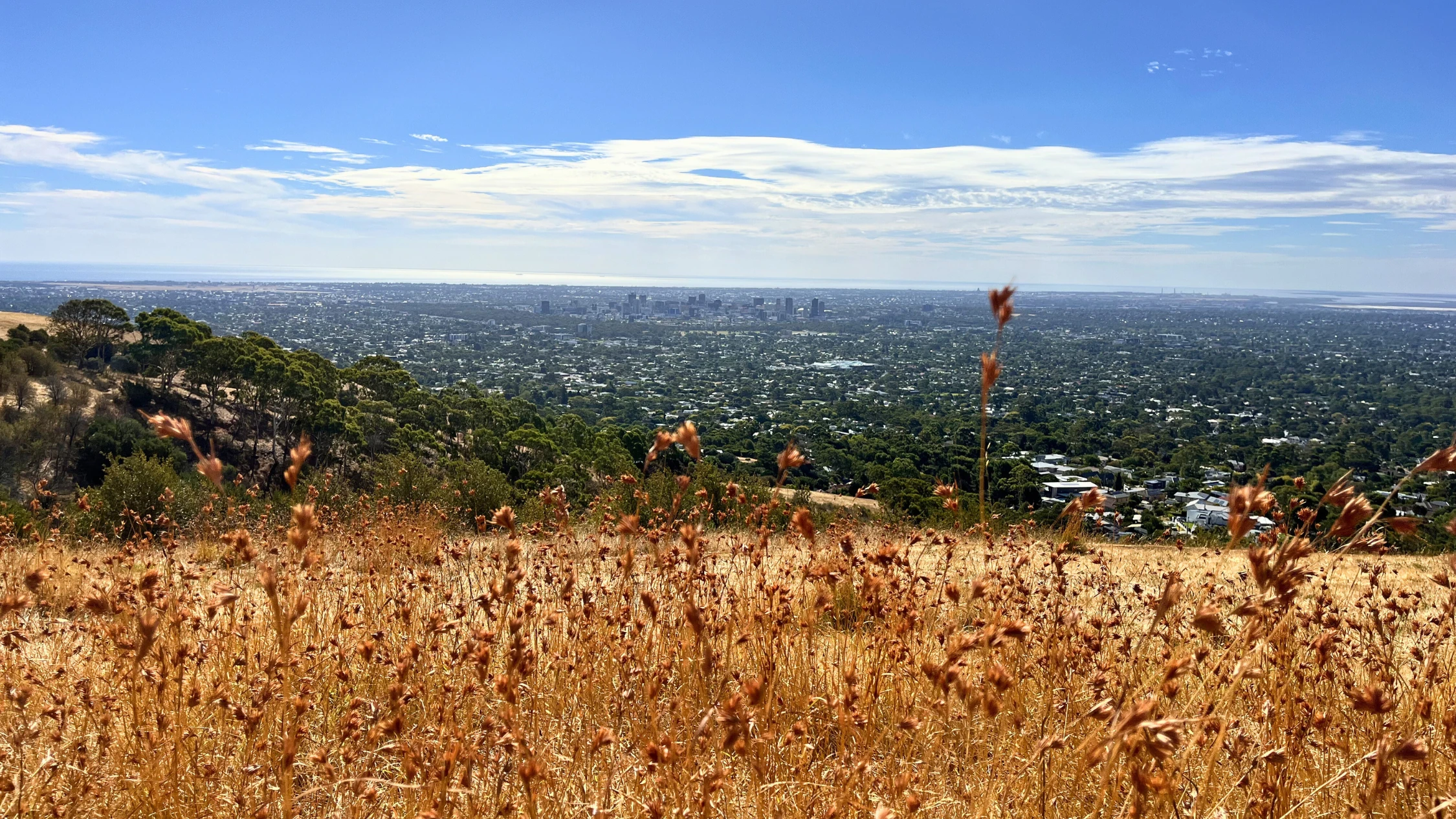 Hill with wildflowers and city views