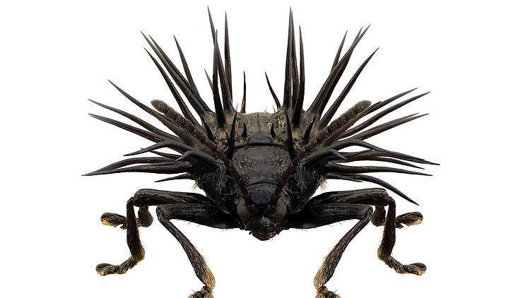 Insects: An Exhibition by Takeshi Yoro and Kenji Kohiyama – Look, Feel, and Think