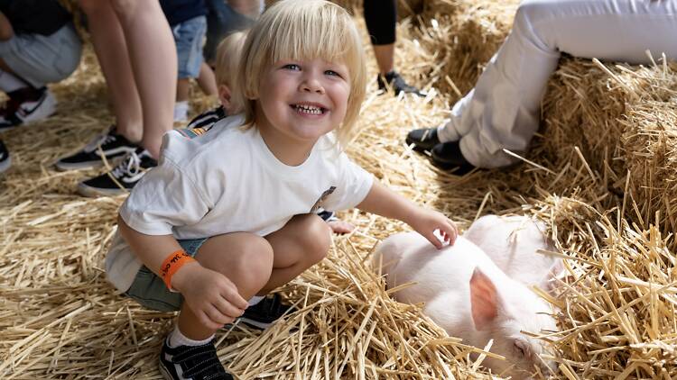 Pat a Pig pavilion Sydney Royal Easter Show A little blond boy with a pig at the Pat a Pig pavilio,n Sydney Royal Easter Show