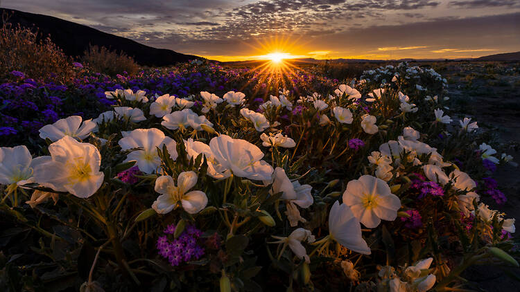 Anza-Borrego Desert State Park