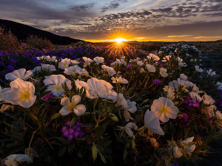 Anza-Borrego Desert State Park