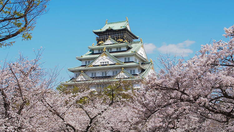 Cherry blossoms at Osaka Castle Park