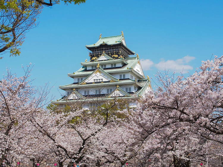 Japan cherry blossom forecast 2026: Osaka and Kyoto bloom dates – updated Mar 5