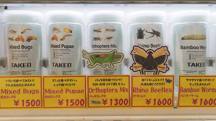 Insects