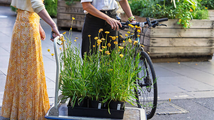 A person pushing pots of swamp everlasting.