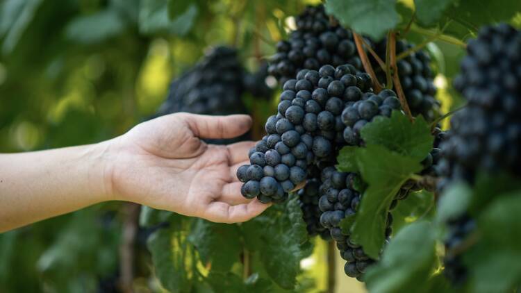 Hands-on grape harvesting returns to GranMonte’s vineyards