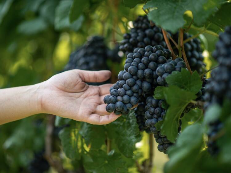 Hands-on grape harvesting returns to GranMonte’s vineyards