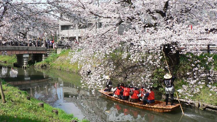 Kawagoe Shingashi River, Saitama