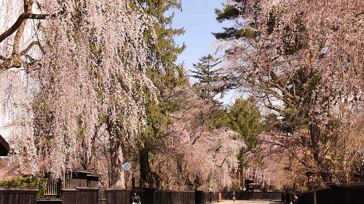 Kakunodate Samurai District, Akita