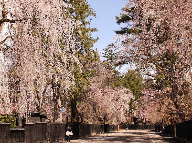 Kakunodate Samurai District, Akita
