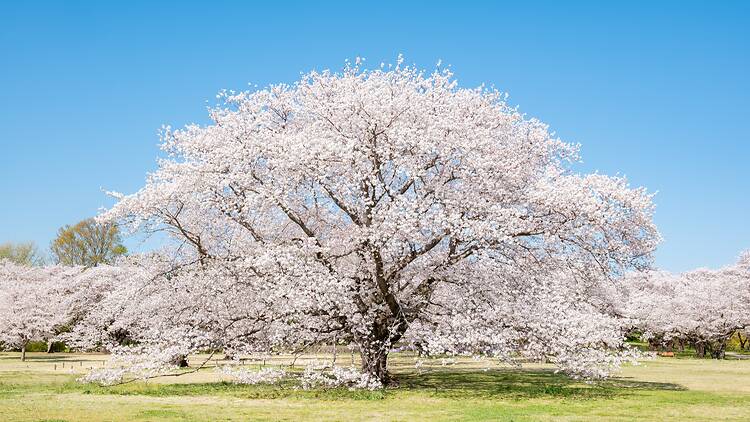 Showa Kinen Park Flower Festival
