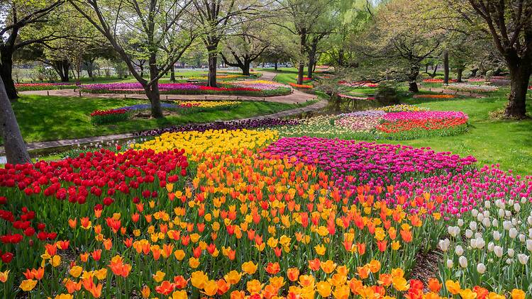 Showa Kinen Park Flower Festival