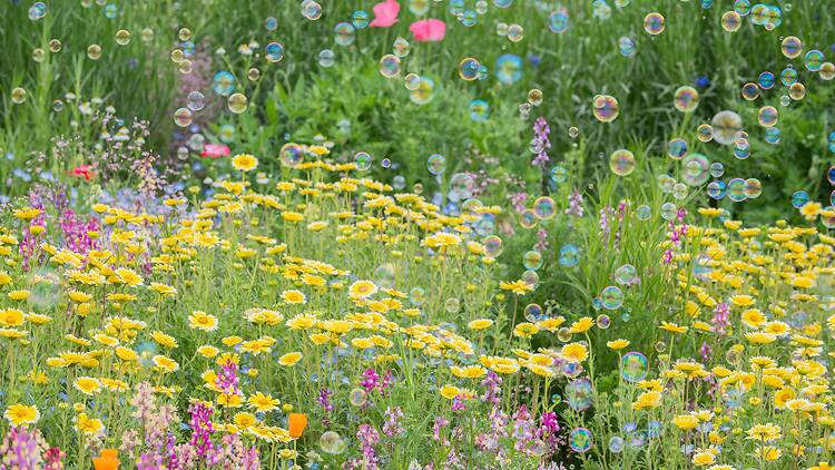 Showa Kinen Park Flower Festival