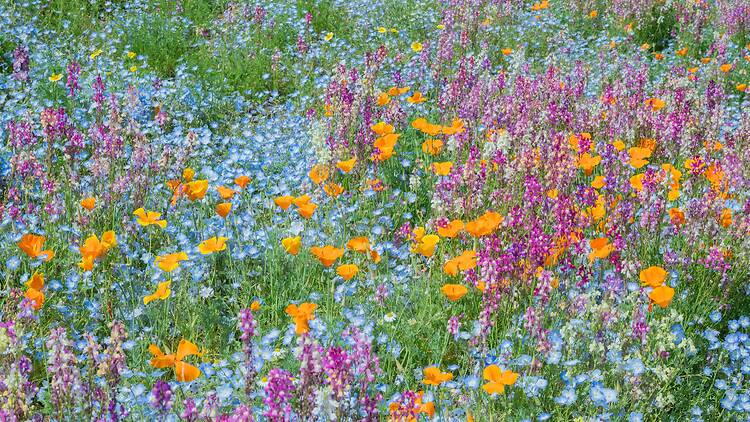 Showa Kinen Park Flower Festival