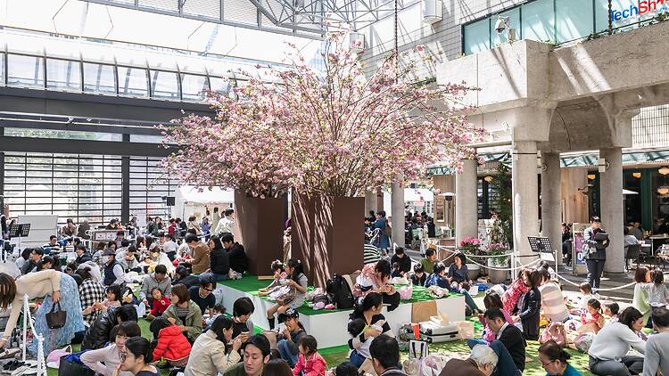 Ark Hills Sakura Festival