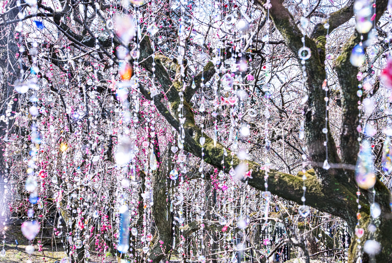&lsquo;Three Gardens of Snow, Moon, and Flowers&rsquo;