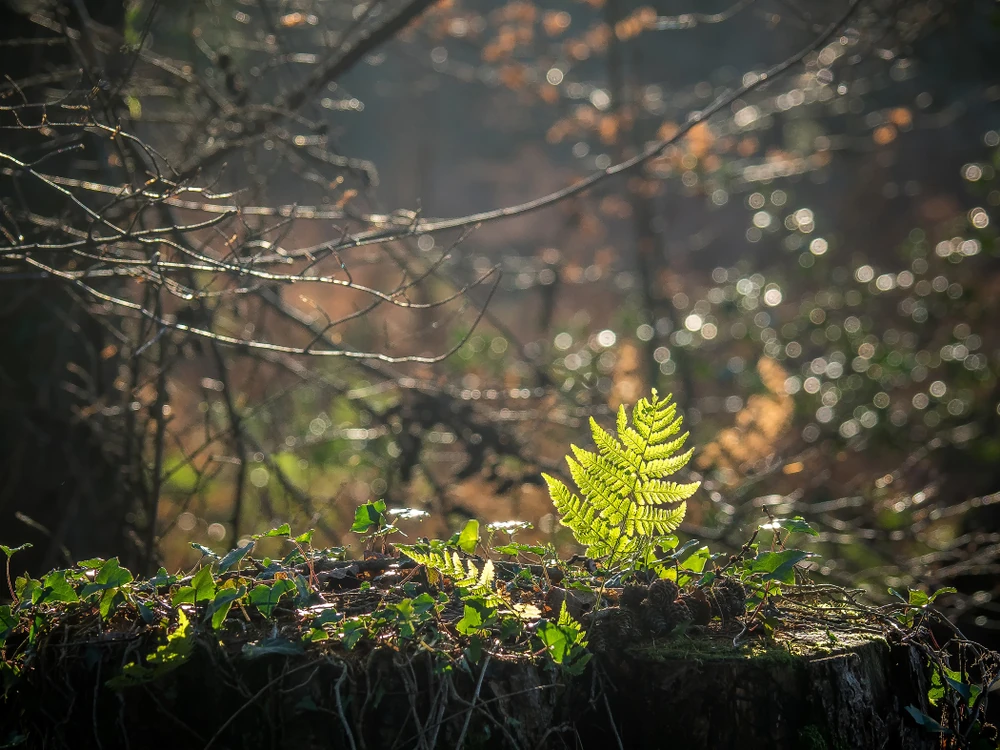Wentwood, Monmouthshire