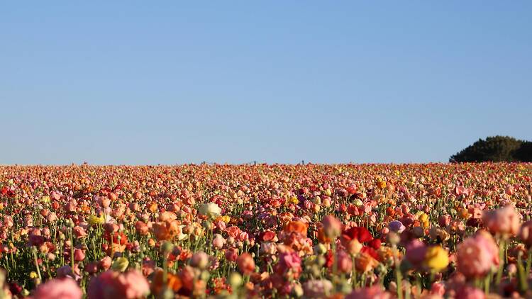 Snap pretty pics at the Flower Fields
