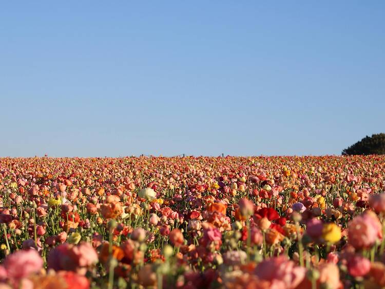 Snap pretty pics at the Flower Fields