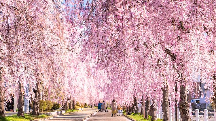 Nicchusen Row, Fukushima