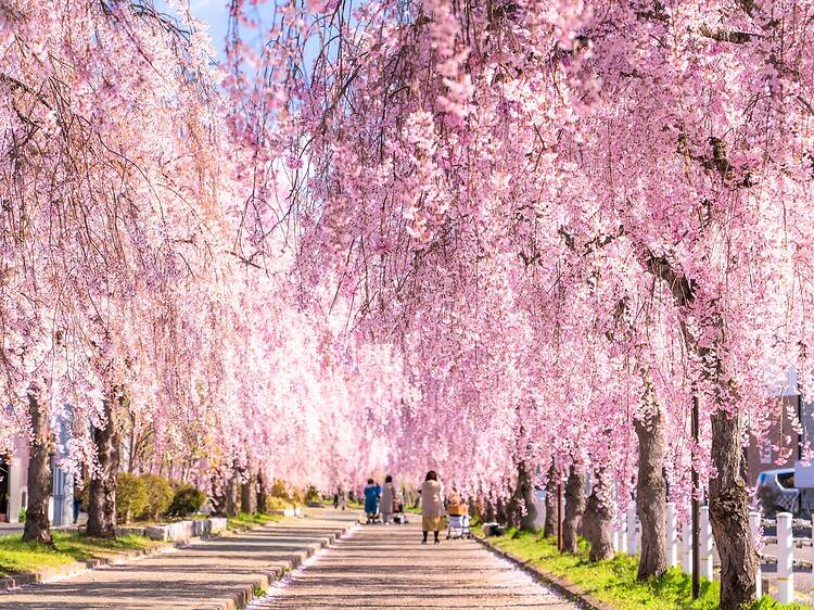 16 best places to see cherry blossoms in Japan – with 2026 dates