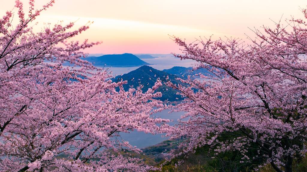 16 best places to see cherry blossoms in Japan – with 2026 dates