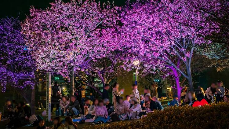 Ogimachi Cherry Blossom Festival Ogimachi Cherry Blossom Festival