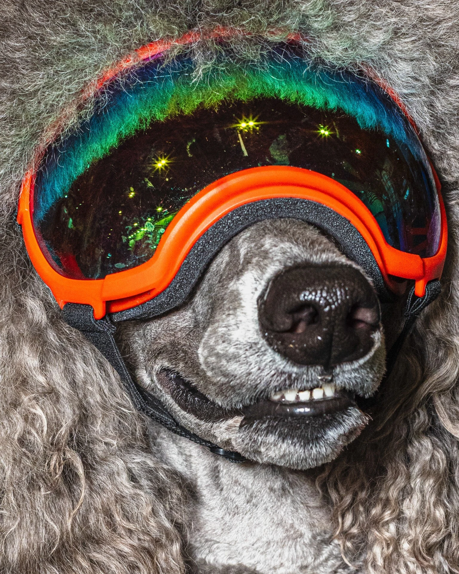 Crufts 2026 dogs by photographer Chris Bethell
